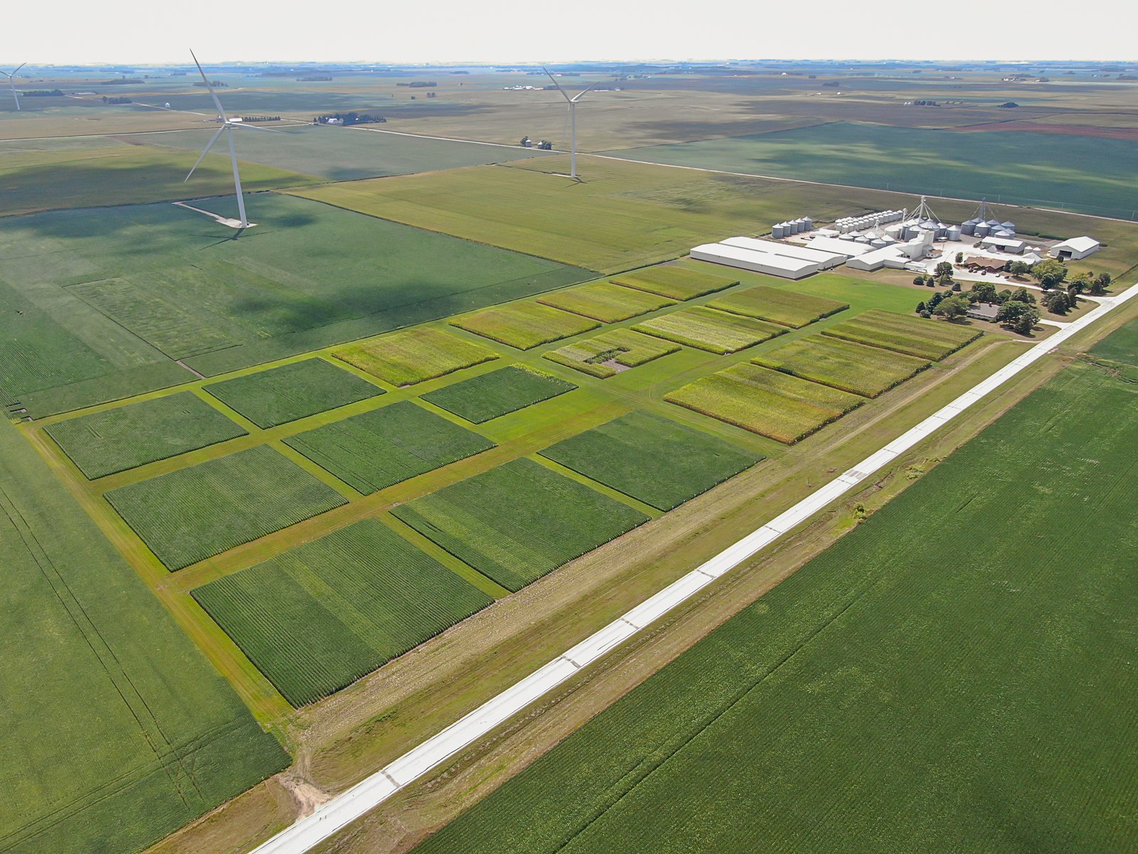 Soybean seed production in the field